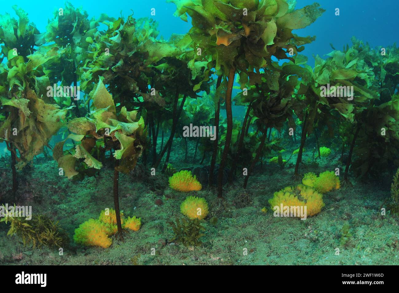 Éponges jaunes à mamelons éparpillées sur le fond de la mer rocheux plat à l'ombre sous les frondes de varech. Lieu : Leigh Nouvelle-Zélande Banque D'Images