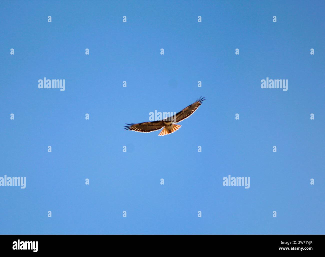 Red Tail Hawk s'élançant dans le ciel bleu, ailes déployées Banque D'Images