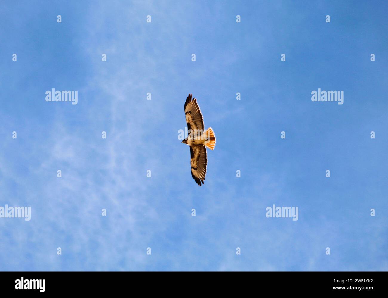 Red Tail Hawk s'élançant dans le ciel bleu, ailes déployées Banque D'Images
