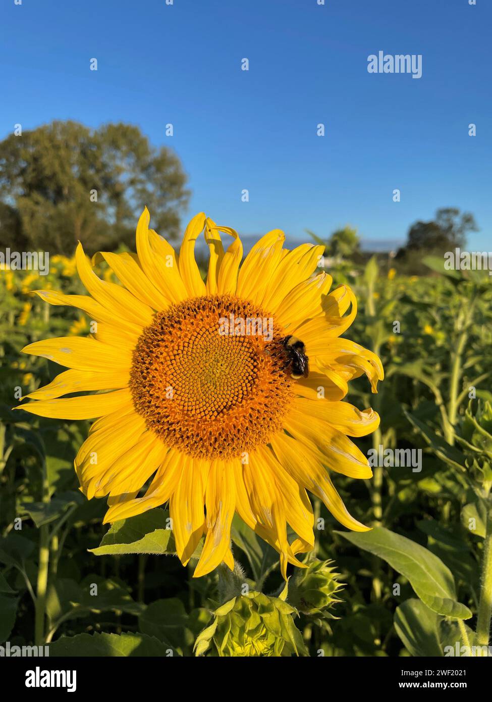 Un grand tournesol en floraison sur une journée ensoleillée avec un ciel bleu clair dans un champ de tournesols, avec un bourdon collectant le pollen. Banque D'Images