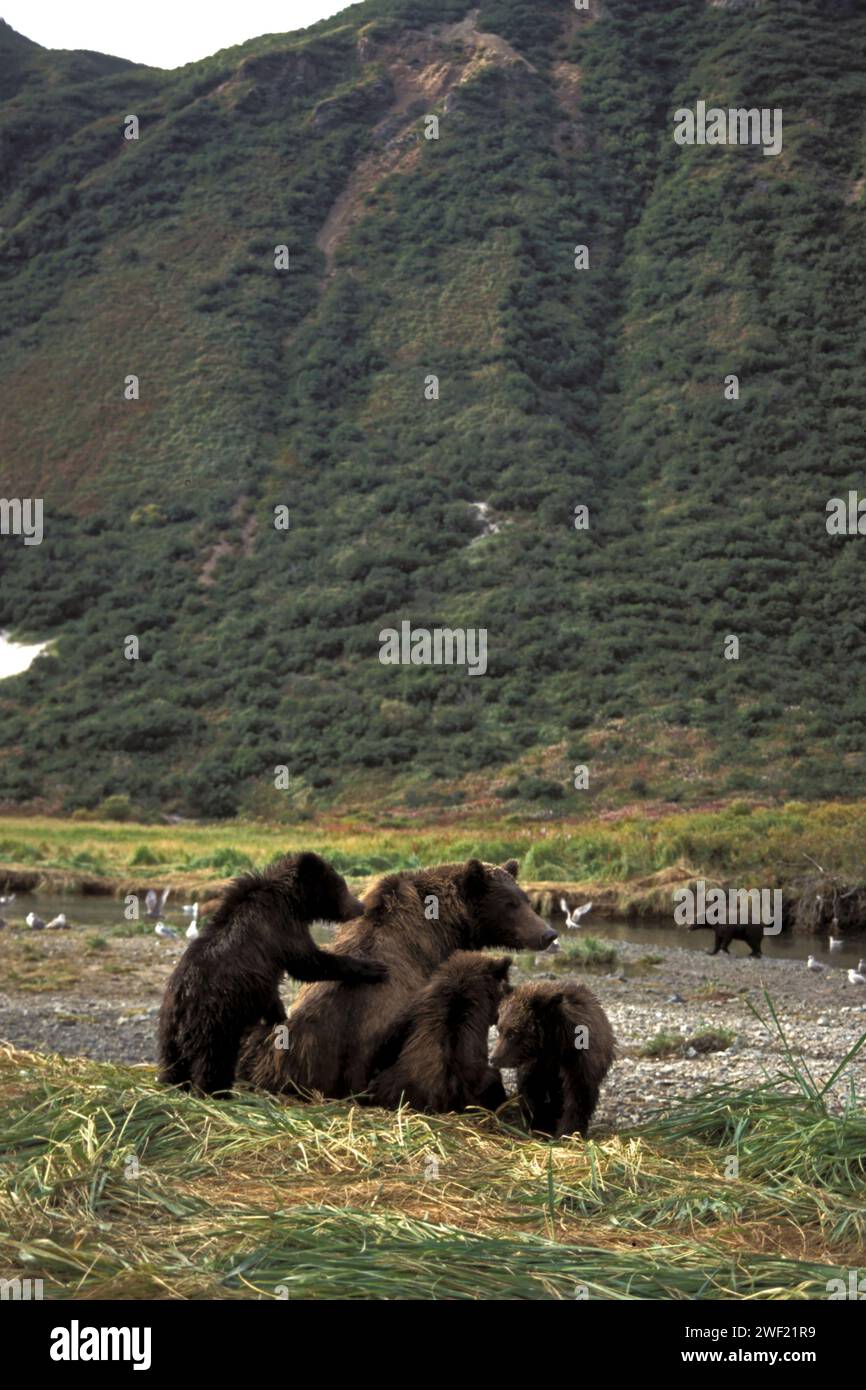 Ours brun, Ursus arctos, ours grizzli, Ursus horribils, sement avec des oursons sur une rive à la recherche de saumons nageant en amont, parc national de Katmai, Alas Banque D'Images