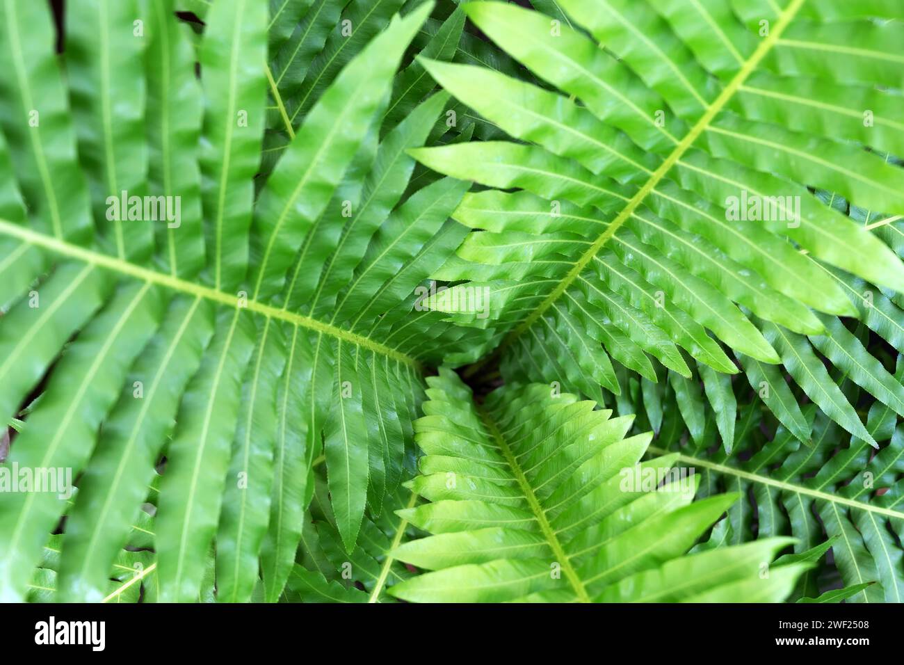 Gros plan de Blechnum Gibbum Silver Lady Fern Banque D'Images