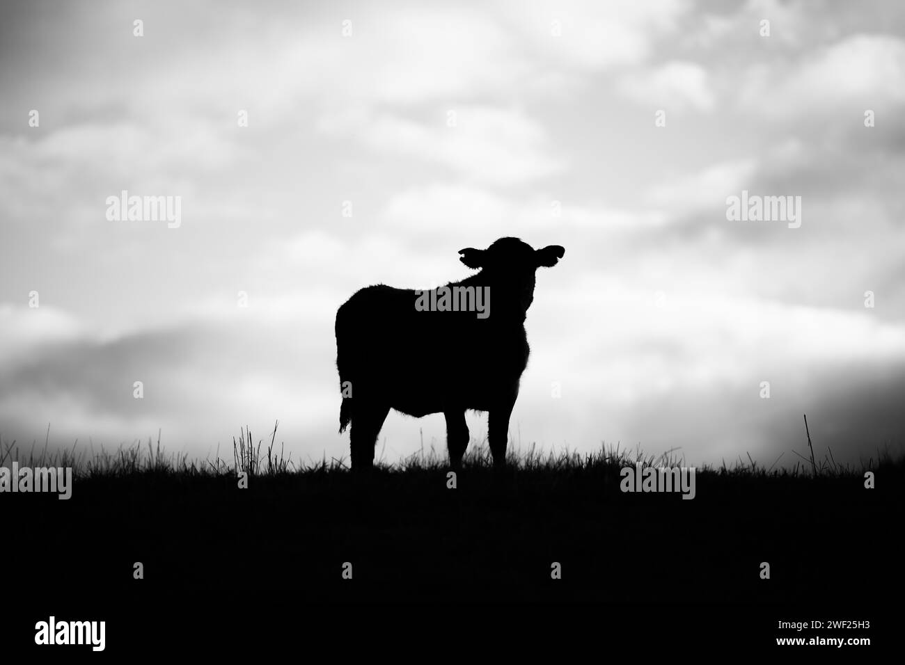silhouette d'une vache debout sur une colline paissant dans un champ avec ciel bleu et nuages derrière en australie Banque D'Images