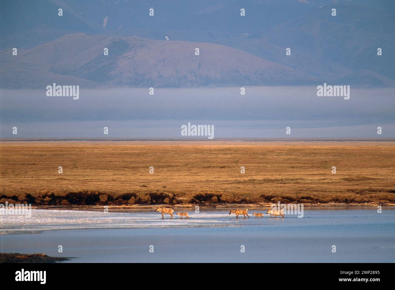 Rangifer tarandus, caribou de la terre aride, troupeau le long de la plaine côtière de 1002 de la réserve faunique nationale de l'Arctique, en Alaska Banque D'Images
