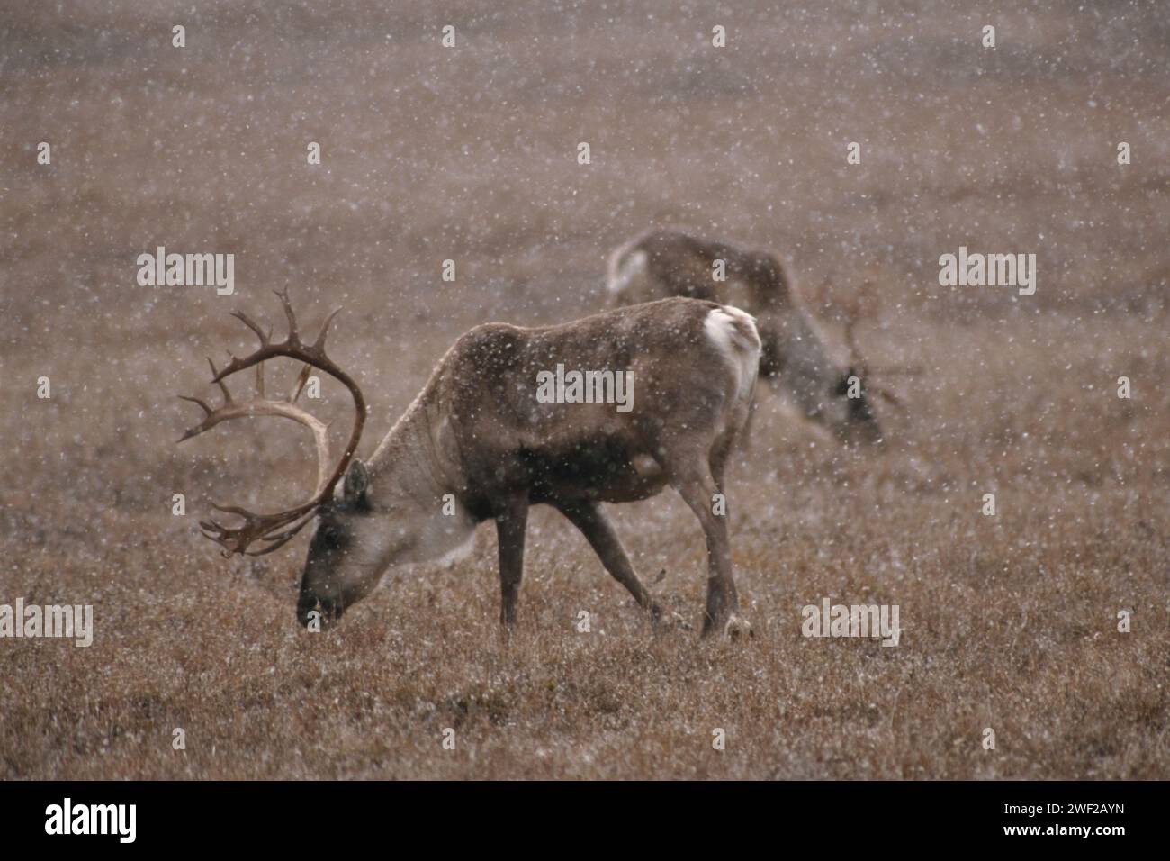 Caribou de la terre aride, Rangifer tarandus, se nourrissant lorsqu'il neige, 1002 plaine côtière du refuge faunique national de l'Arctique, Alaska Banque D'Images