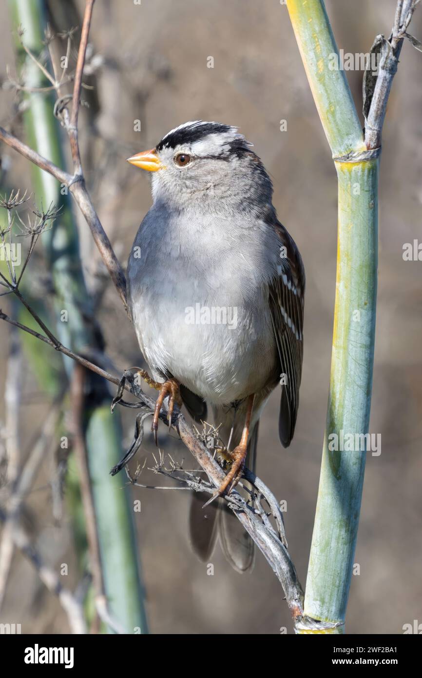 Sparrow à couronne blanche perché sur Anise. Palo Alto Baylands, Bay Area, Californie. Banque D'Images