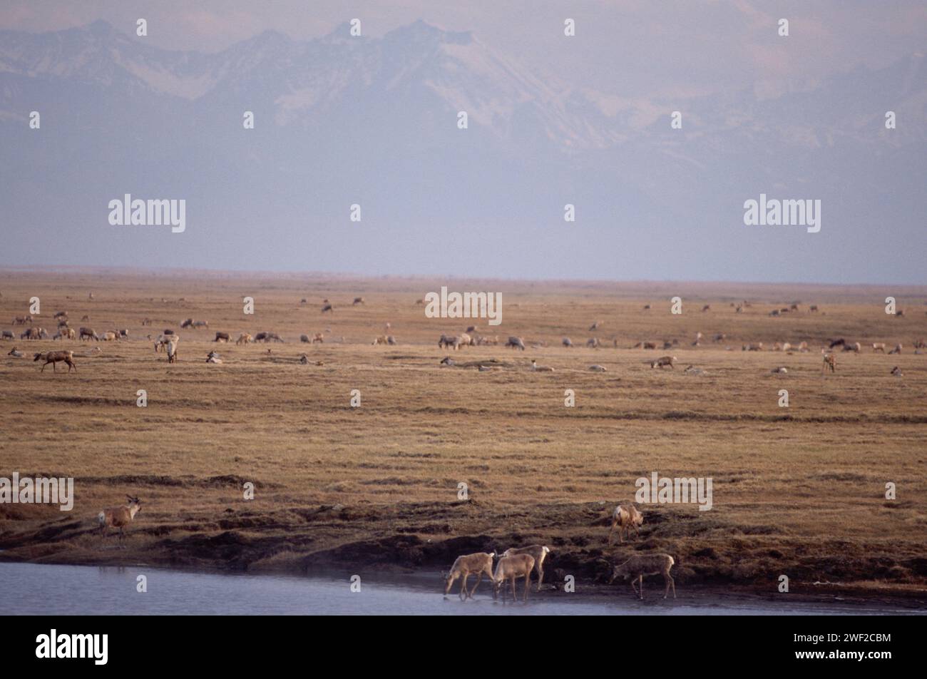Le caribou de la terre aride, Rangifer tarandus, troupeau dans la plaine côtière de 1002 de la réserve faunique nationale de l'Arctique, en Alaska Banque D'Images