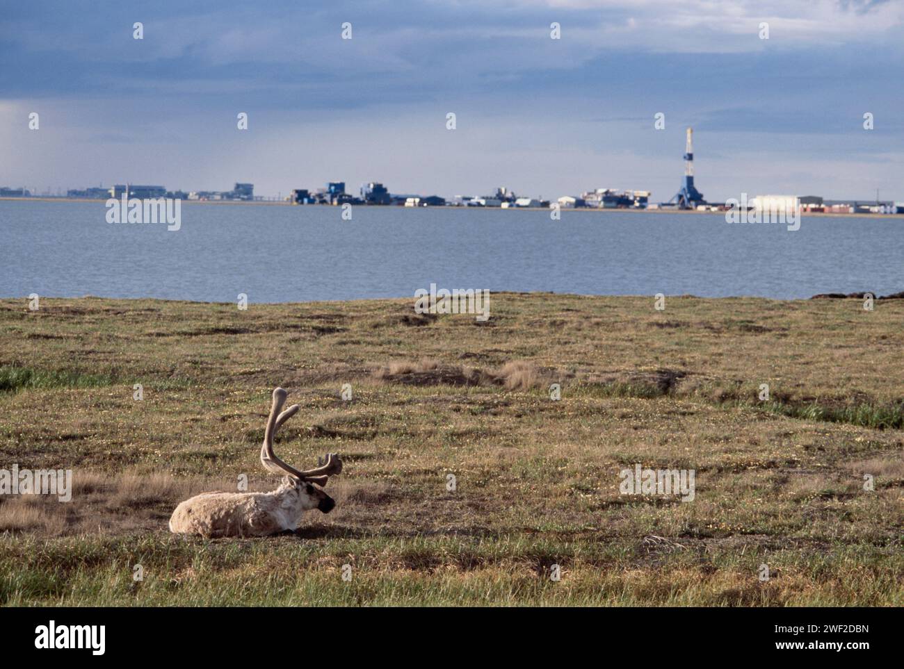 Caribou aride, Rangifer tarandus, taureau repose le long de la rive d'un lac près de la ville pétrolière de Deadhorse, baie Prudhoe, côte arctique centrale d'Ak Banque D'Images