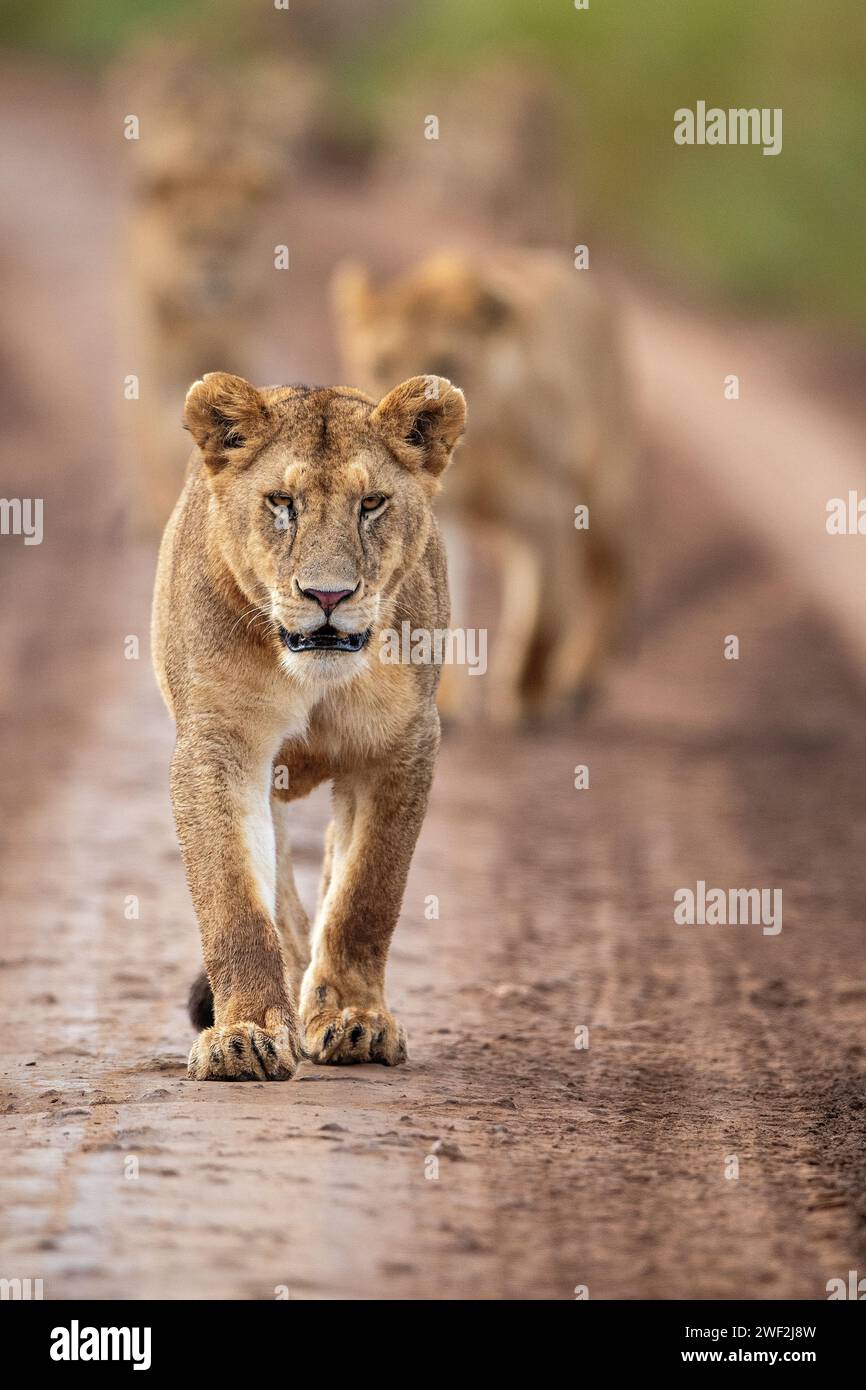 Une fierté de lions marchant sur la route Murram dans le parc national du Serengeti, Tanzanie Banque D'Images