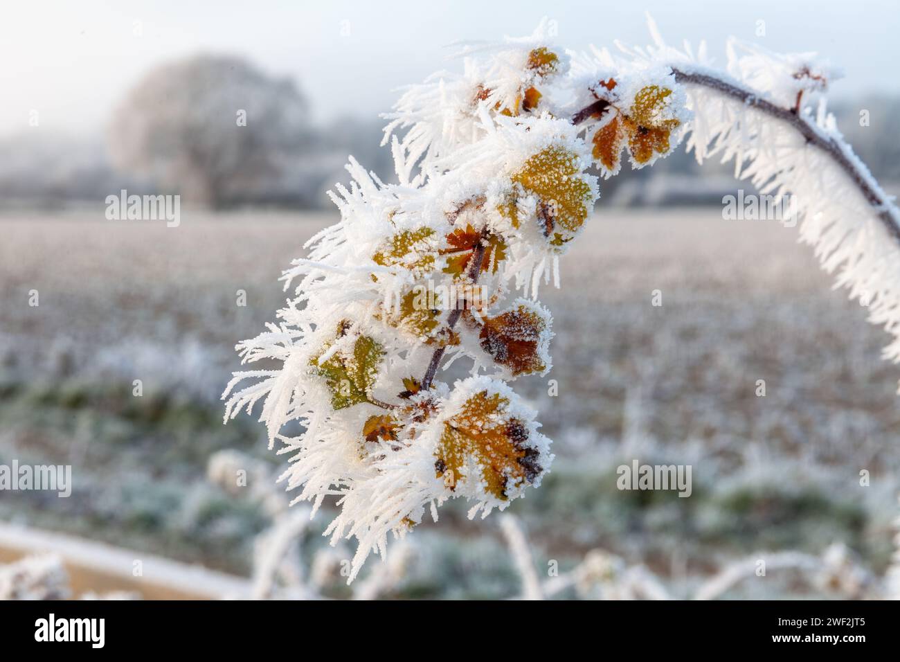 De beaux cristaux de glace accrochés sur une plante d'hiver en gros plan dans Norfolk Angleterre Banque D'Images