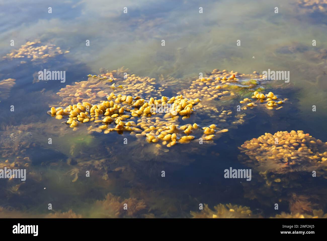 Fucus vesiculosus, connu sous les noms communs bladderwrack, rocaille et raisins de mer, et algues vertes appelées Cladophora glomerata, algues communes de Banque D'Images Fucus vesiculosus, connu sous les noms communs bladderwrack, rocaille et raisins de mer, et algues vertes appelées Cladophora glomerata, algues communes de Banque D'Images