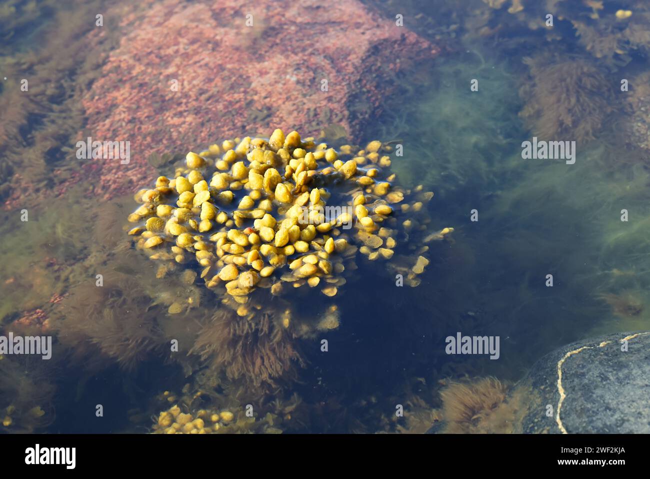 Fucus vesiculosus, connu sous les noms communs bladderwrack, rocaille et raisins de mer, et algues vertes appelées Cladophora glomerata, algues communes de Banque D'Images Fucus vesiculosus, connu sous les noms communs bladderwrack, rocaille et raisins de mer, et algues vertes appelées Cladophora glomerata, algues communes de Banque D'Images