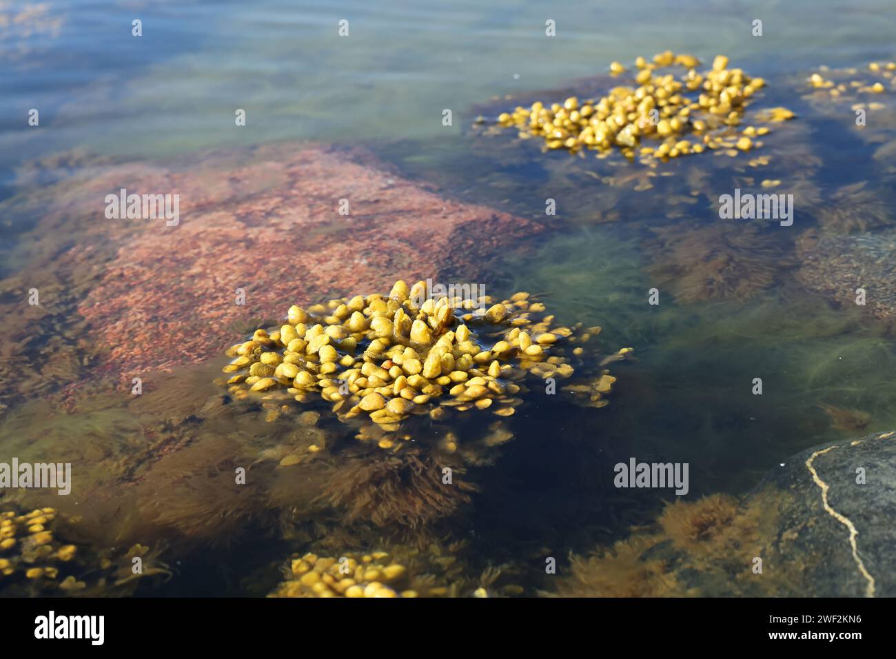 Fucus vesiculosus, connu sous les noms communs bladderwrack, rocaille et raisins de mer, et algues vertes appelées Cladophora glomerata, algues communes de Banque D'Images Fucus vesiculosus, connu sous les noms communs bladderwrack, rocaille et raisins de mer, et algues vertes appelées Cladophora glomerata, algues communes de Banque D'Images