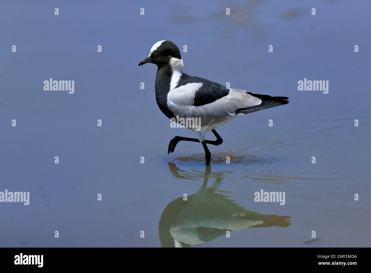 Lapwing à tête noire, (Vanellus armatus), adulte, dans l'eau, marche, recherche de nourriture, alerte, parc national Kruger, parc national Kruger, Afrique du Sud Banque D'Images