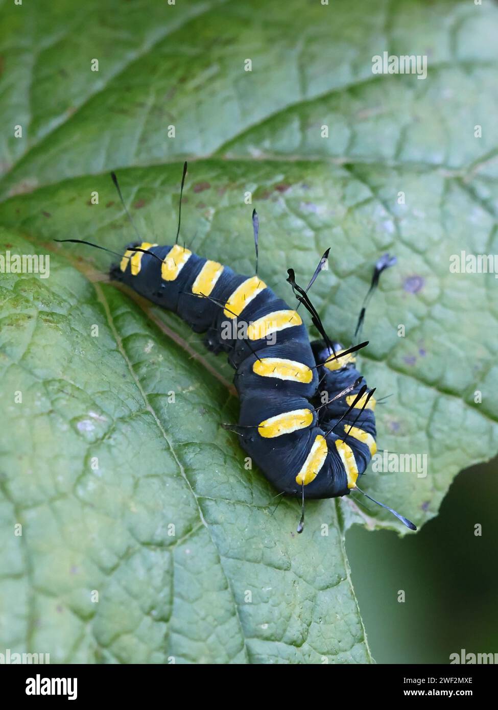 Papillon de l'aulne, Acronicta alni, larve noire avec des rayures jaunes Banque D'Images