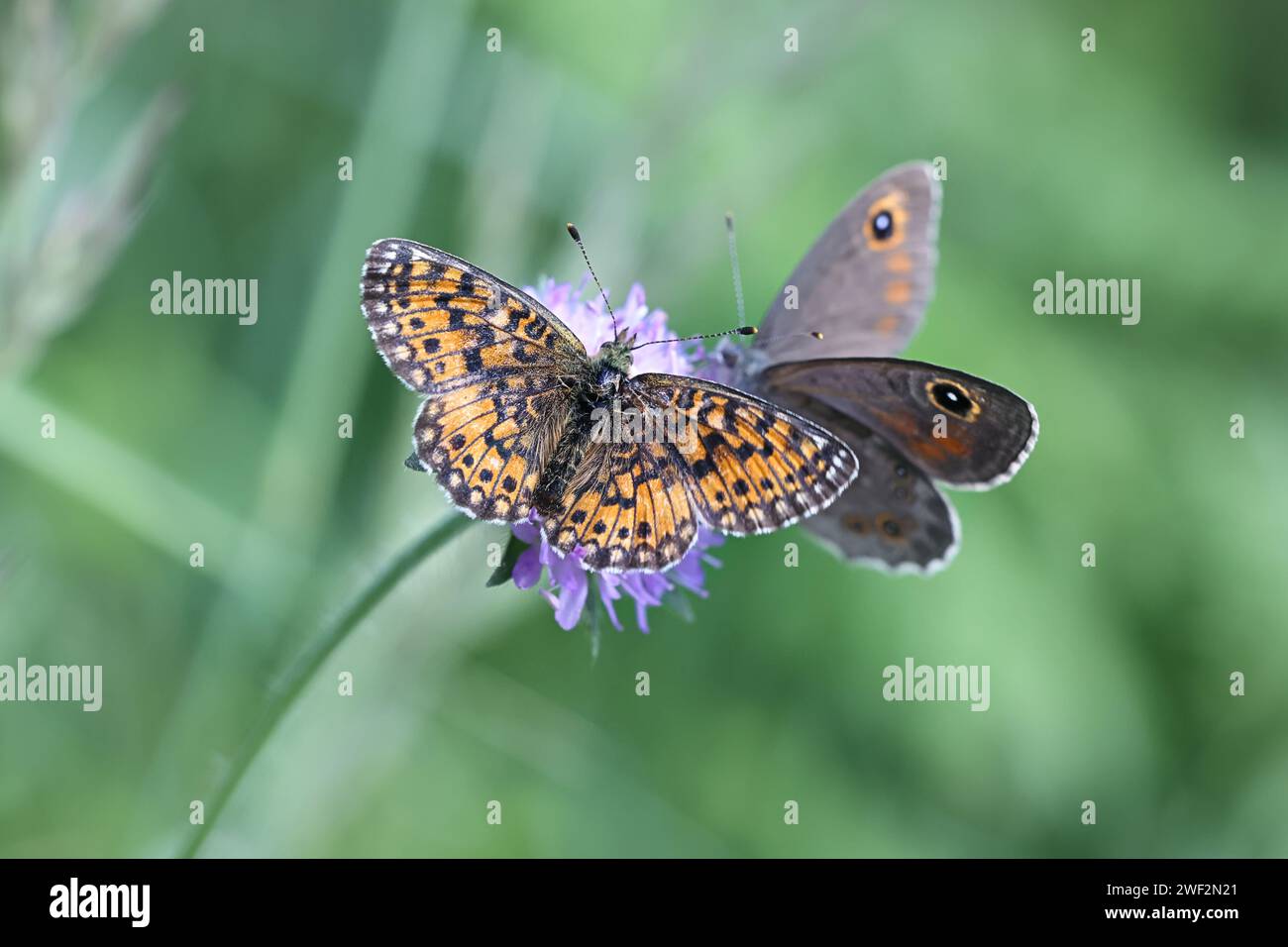 Boloria selene, connue sous le nom de petit fritillaire bordé de perles et grand mur brun, Lasiommata maera, se nourrissant de Field Scabious Banque D'Images