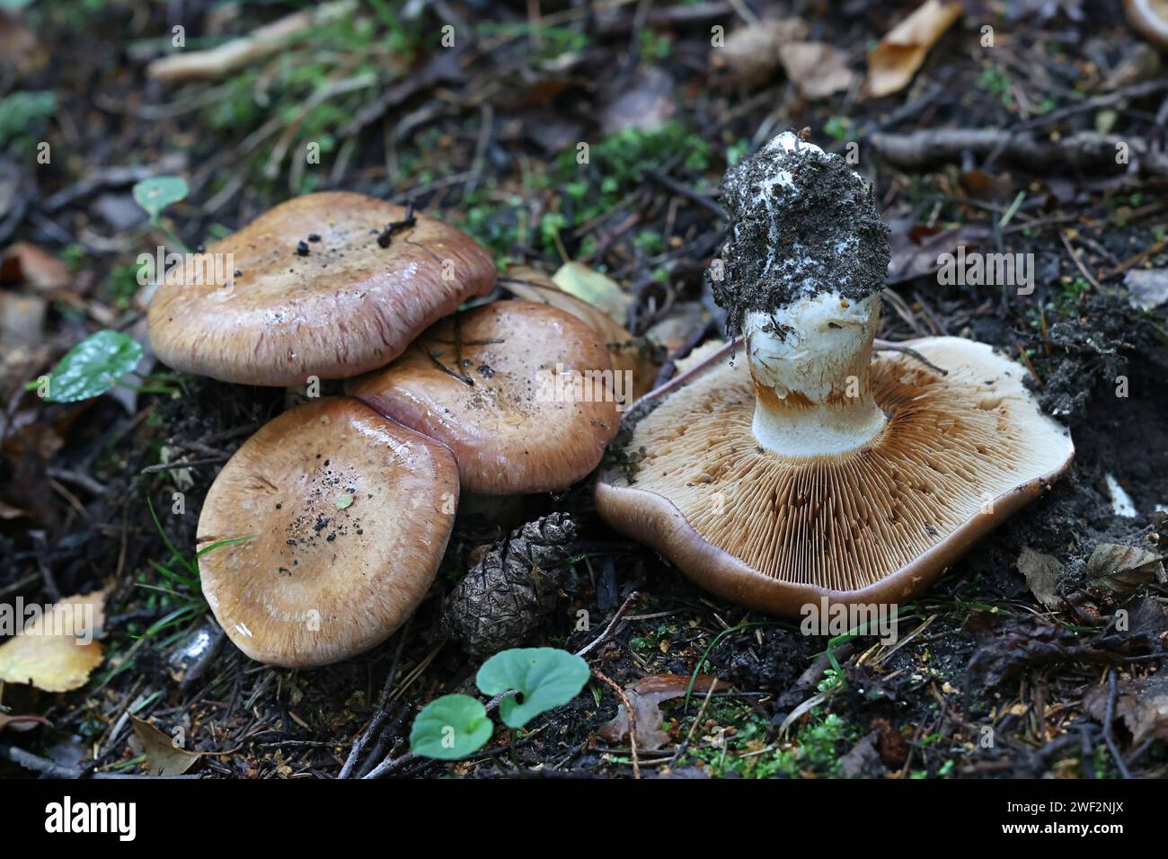 Cortinarius balteatocumatilis, un champignon à coiffe de Finlande, pas de nom anglais commun Banque D'Images