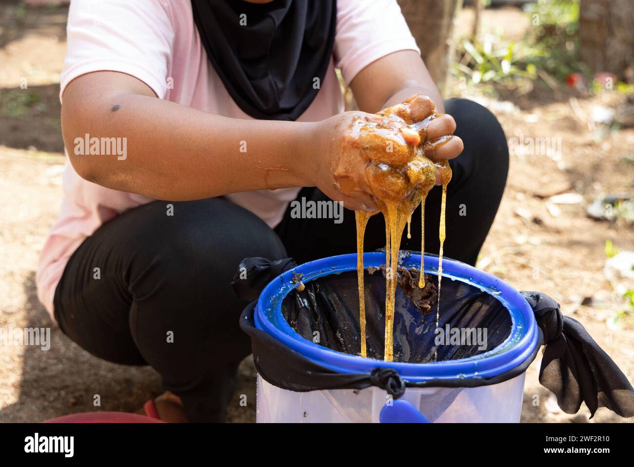 05.11.2023, Keroya, Lombok, IDN - Honig wird mit den Haenden aus den Hoenigtoepfen der stachellosen Bienenart Austroplebeia australis herausgepresst. Agrarwirtschaft, Anschnitt, asiatisch, Asien, auspressen, aussen, Aussenaufnahme, Detailaufnahme, Eimer, Gesellschaft, Haende, Herbst, Honigernte, Imkerei, Indonésien, indonesisch, Jahreszeit, landdestypisch, Landwirtschaft, Lombok, presst aus, QF, Querformat, Sieb, Suedostasien, Wirtschaft 231105D324LOMBOK.JPG *** 05 11 2023, Keroya, Lombok, IDN le miel est extrait de l'abeille sans dard Austroplebeia australis avec les mains agricoles Banque D'Images