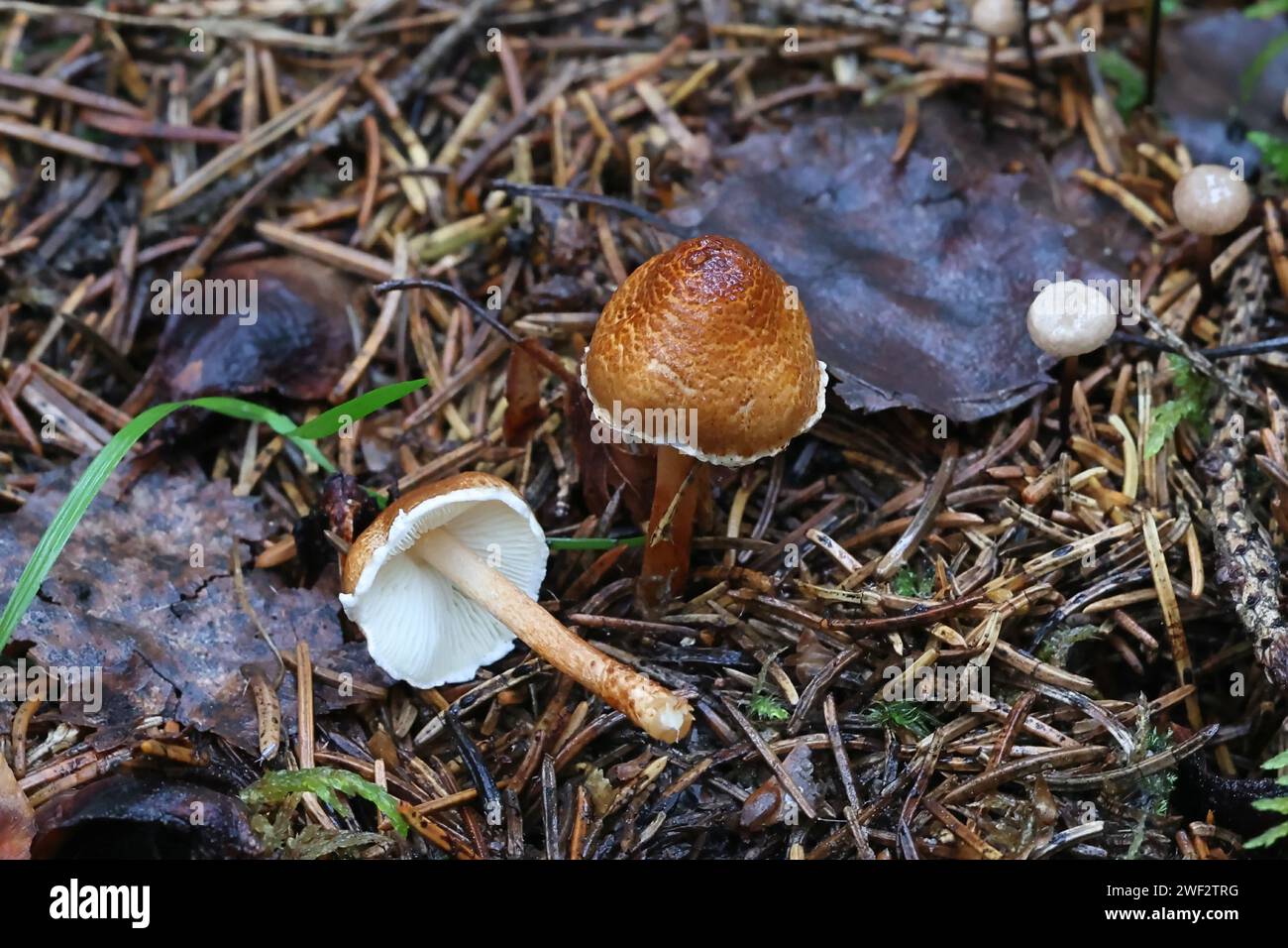 Lepiota castanea, communément appelée le dapperling de châtaigniers, un champignon toxique de Finlande Banque D'Images