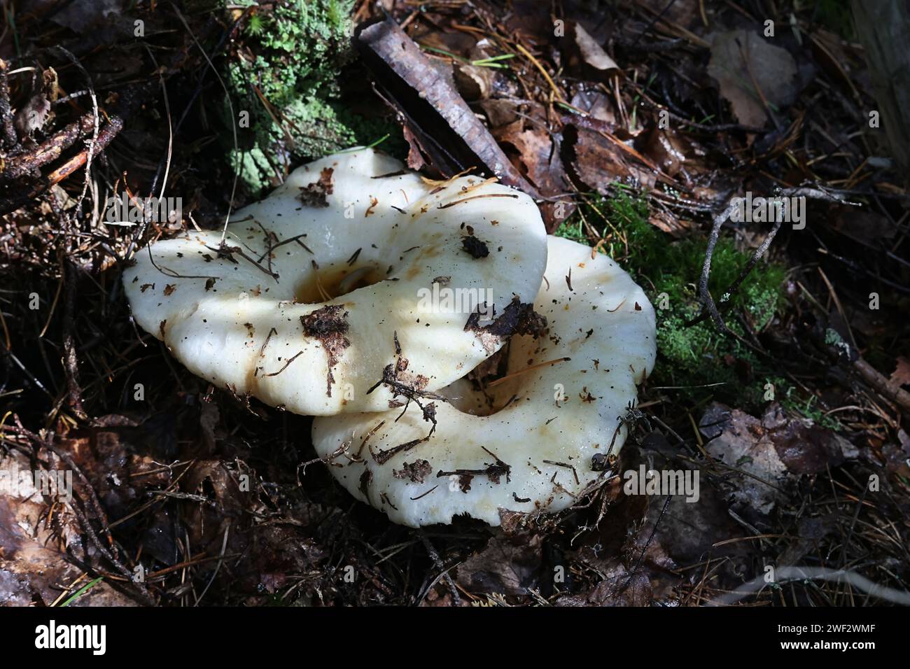 Lactarius resimus, un champignon à calotte de lait de Finlande, pas de nom anglais commun Banque D'Images
