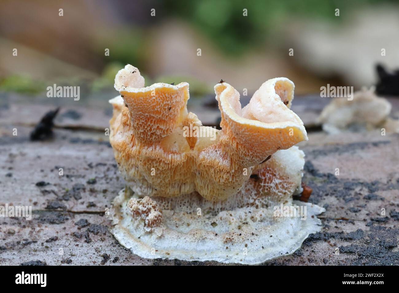 Gloeoporus dichrous, connu sous le nom de Polypore à pores gélatineux ou Bracket bicolore, champignon sauvage de bracket de Finlande Banque D'Images