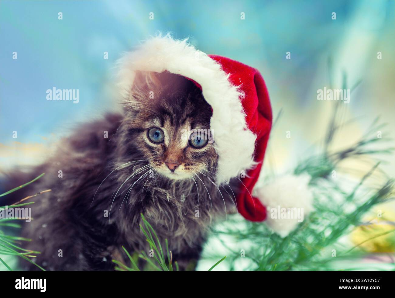 Petit chat portant le chapeau de Père Noël sur fond de Noël Banque D'Images