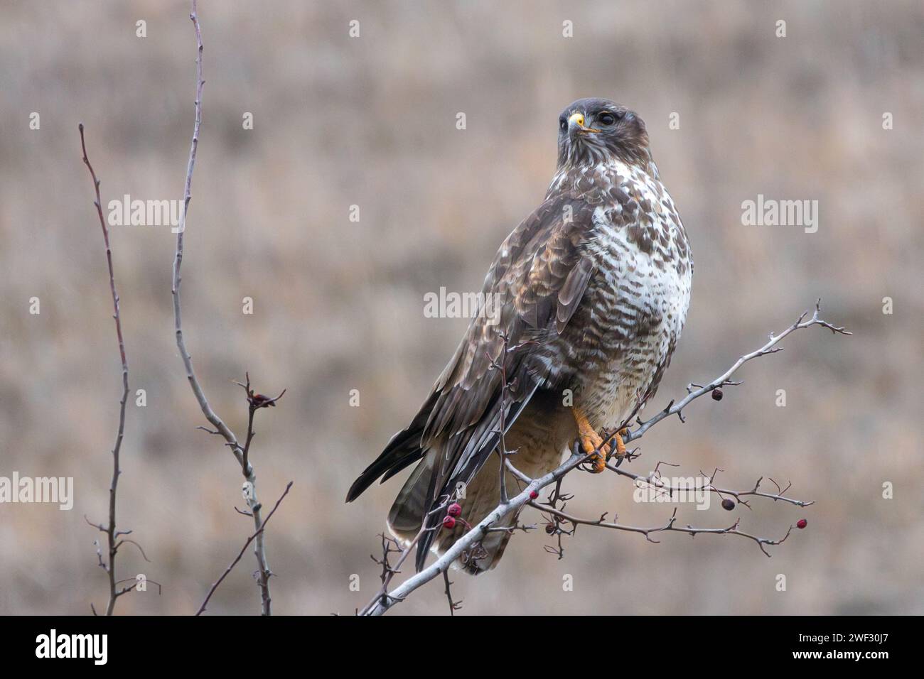 Buteo buteo perché sur branche, buzzard commun à la recherche de proies dans un habitat naturel Banque D'Images