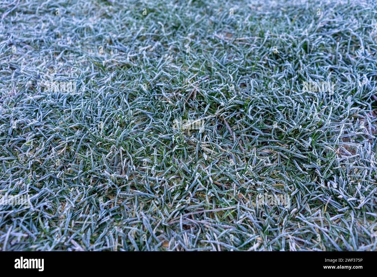 Texture de l'herbe avec cristaux de glace congelés Banque D'Images