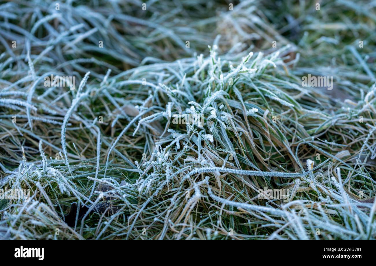 Geler sur l'herbe dans le paysage d'hiver avec cristaux de glace Banque D'Images