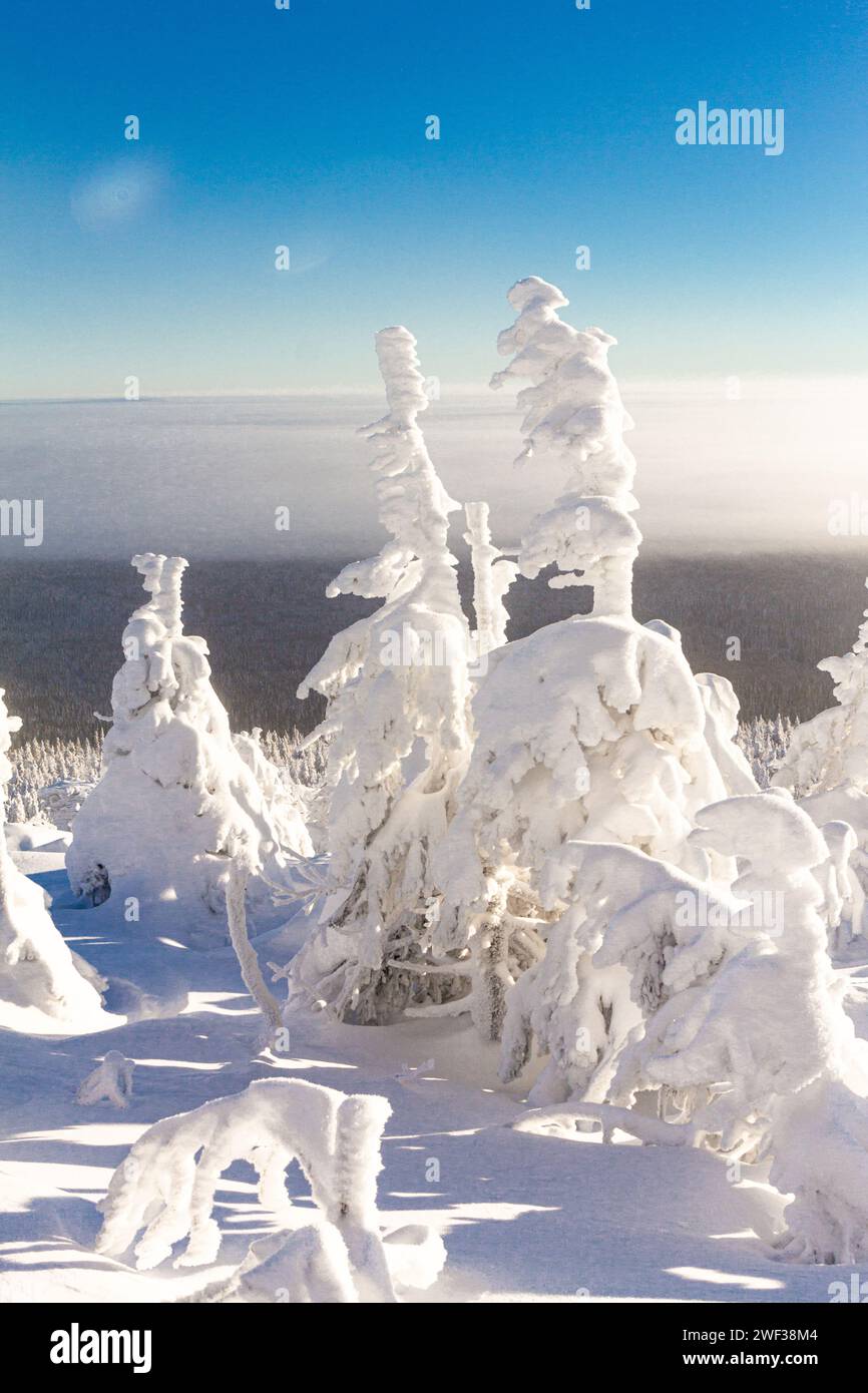 Une vue magique d'en haut de la montagne à l'épicéa blanc moelleux couvert de neige. Paysage d'hiver avec sapins givrés et flocons de neige, zone plate avec brouillard. Banque D'Images