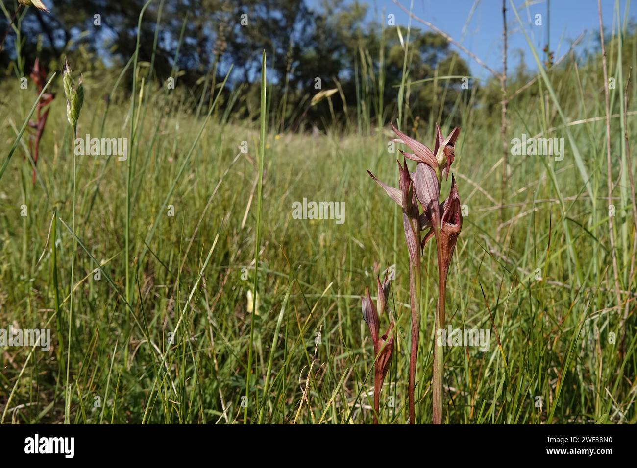 Gros plan naturel sur l'orchidée rouge à lèvres longues, Serapias vomeracea, dans un pré Banque D'Images