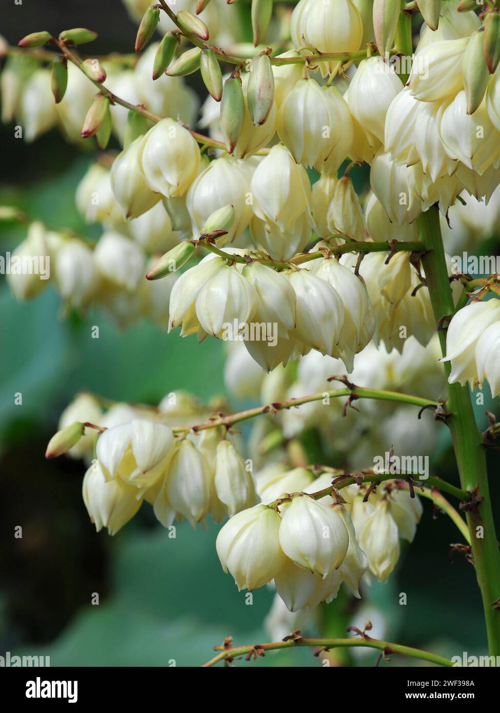 Belles fleurs blanches en forme de cloche Banque D'Images