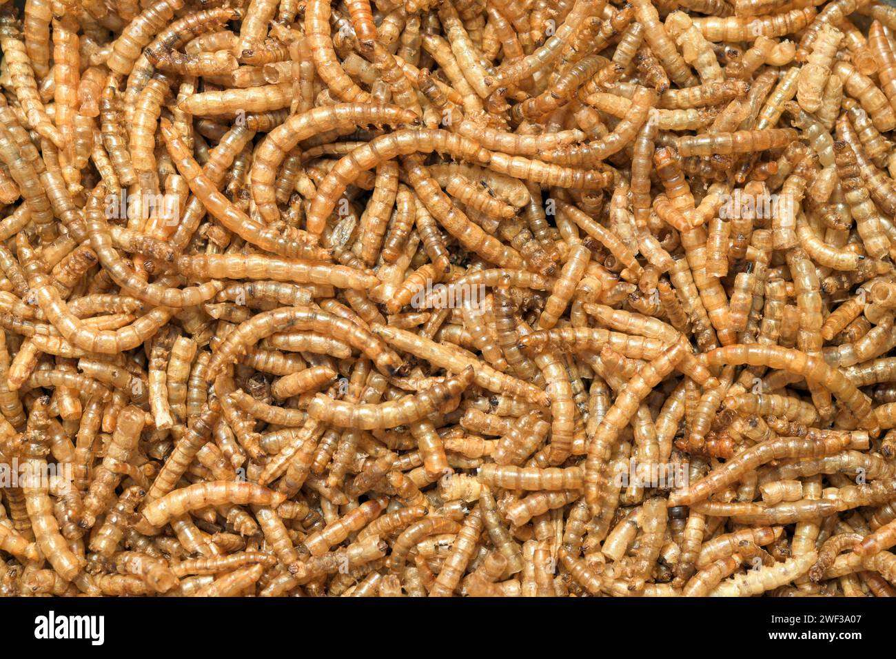 Vers de farine séchés. Les larves du ver de farine (Tenebrio molitor), sont utilisées comme nourriture pour les reptiles, les poissons et les oiseaux et comme appât de pêche, également comestible Banque D'Images