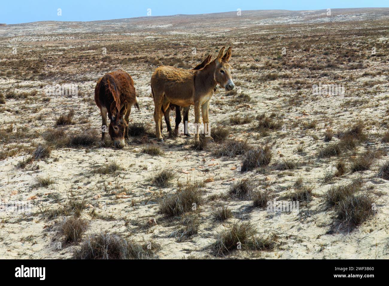 Boa Vista Buddies : les ânes dans le désert. Photo de haute qualité Banque D'Images