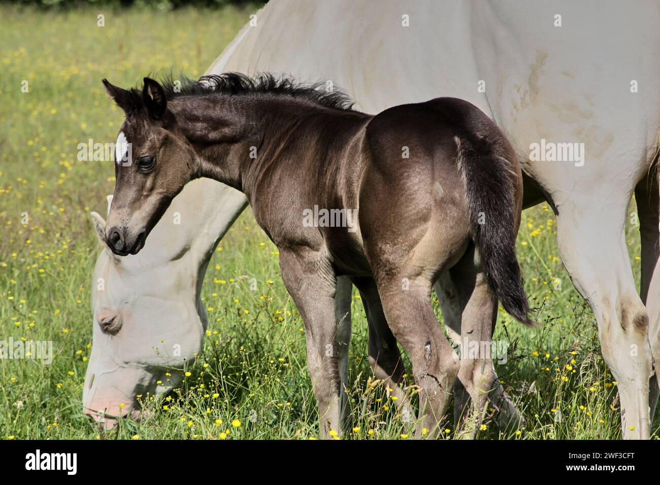 Beau poulain Quarter Horse sur une journée ensoleillée dans une prairie à Skaraborg Suède Banque D'Images