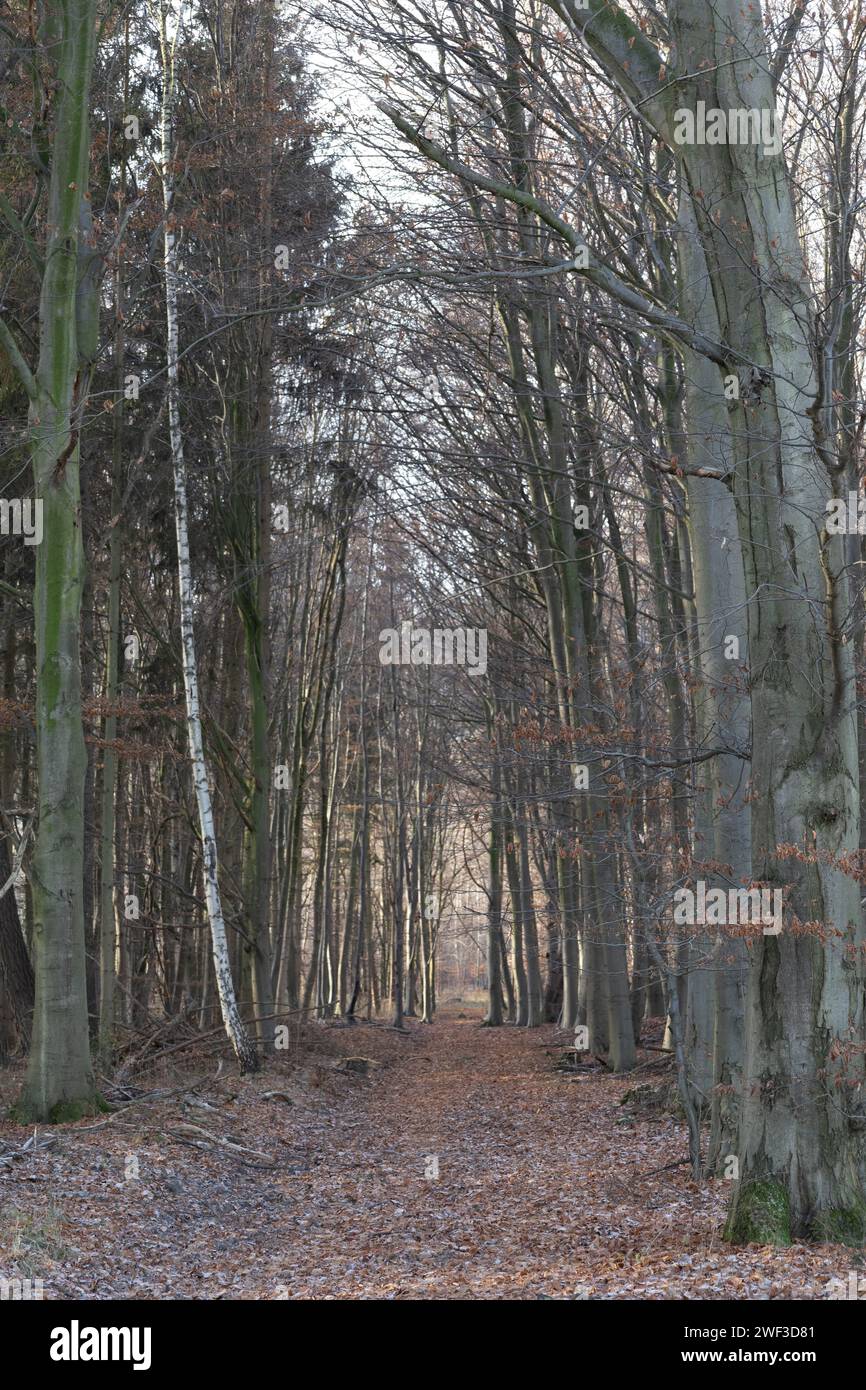 Chemin dans les bois Banque D'Images