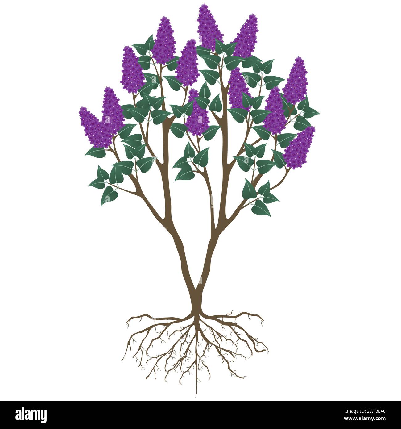 Buisson lilas avec des fleurs et des racines sur un fond blanc. Illustration de Vecteur