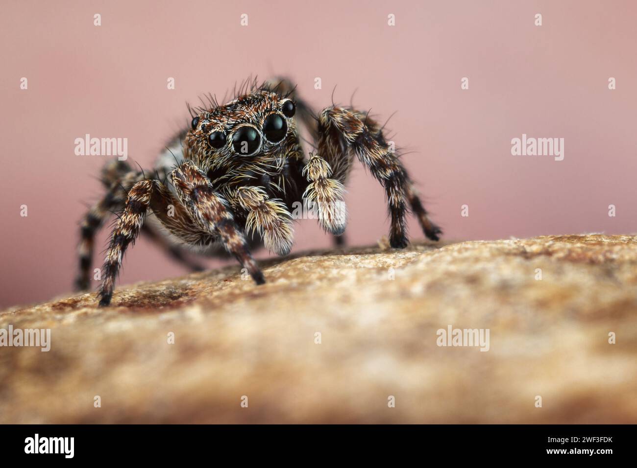 Petite araignée sautante mignonne avec de grands yeux noirs sur fond rose brunâtre. Banque D'Images
