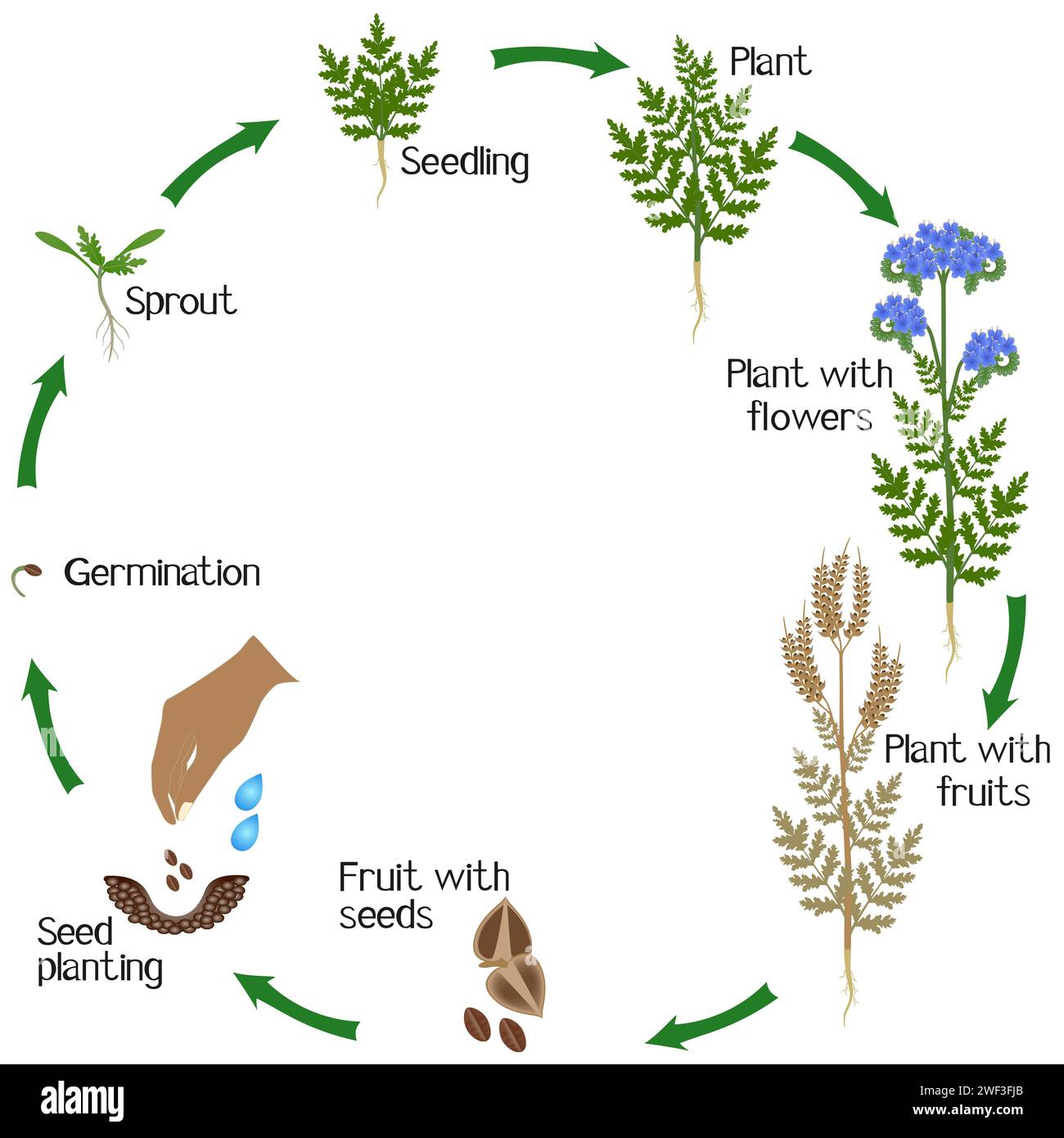 Un cycle de croissance de la plante phacelia sur fond blanc. Illustration de Vecteur