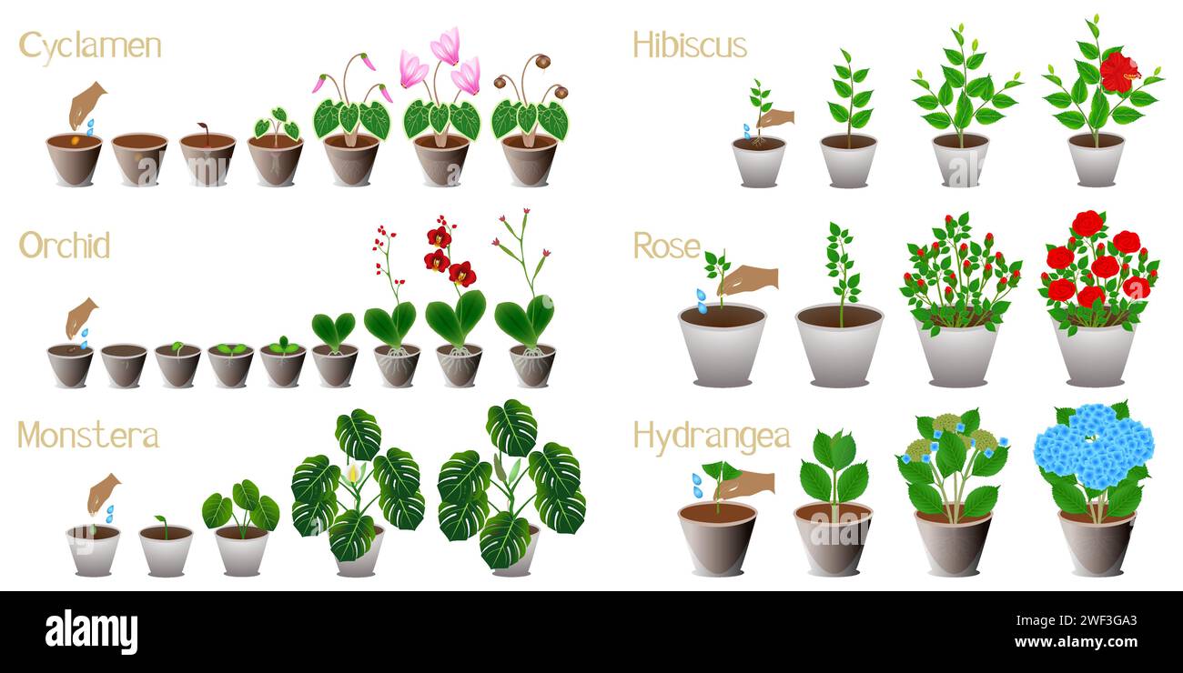 Ensemble de cycles de croissance de plantes d'intérieur sur un fond blanc. Illustration de Vecteur