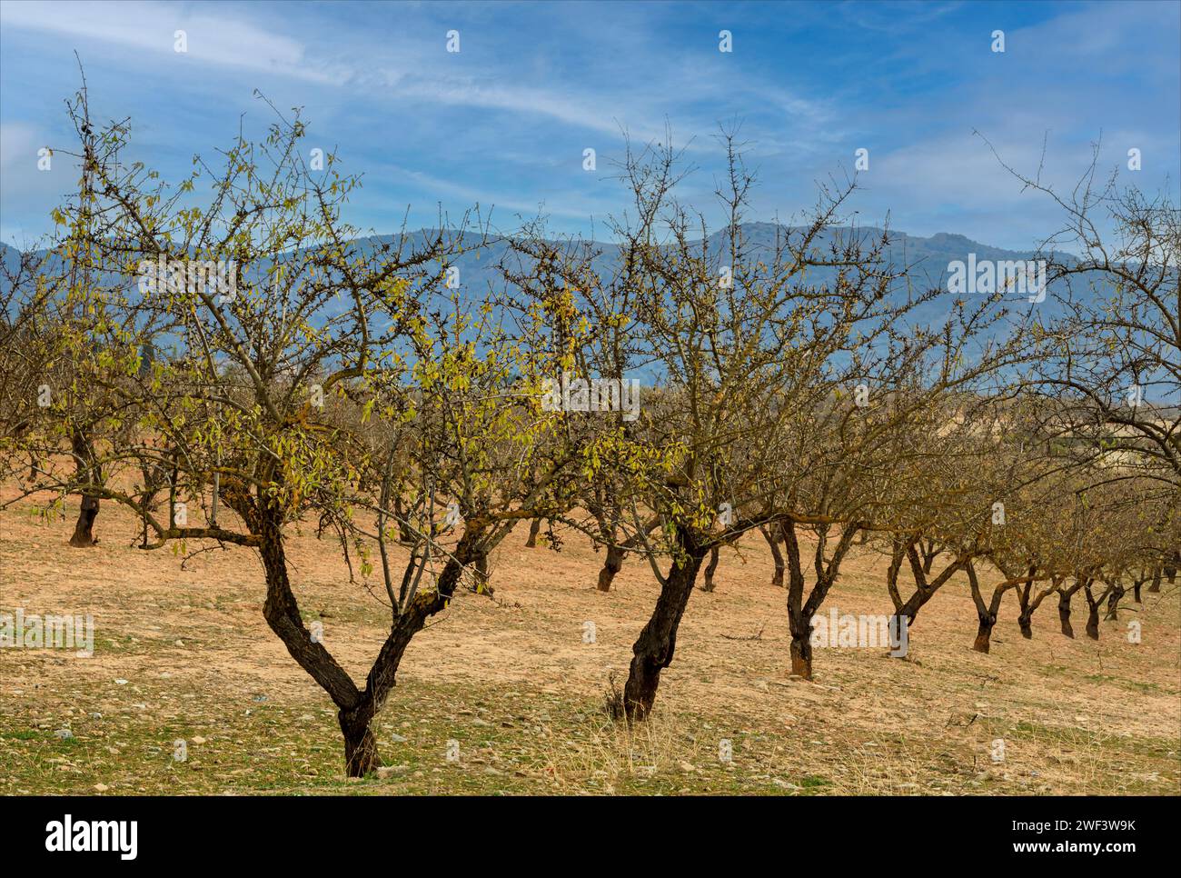 Amandiers d'hiver après la récolte dans les montagnes de la Sierra Nevada en Espagne Banque D'Images