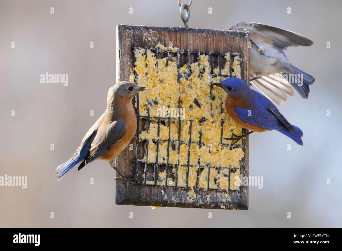 Les trois oiseaux perchés sur les mangeoires à oiseaux. Banque D'Images