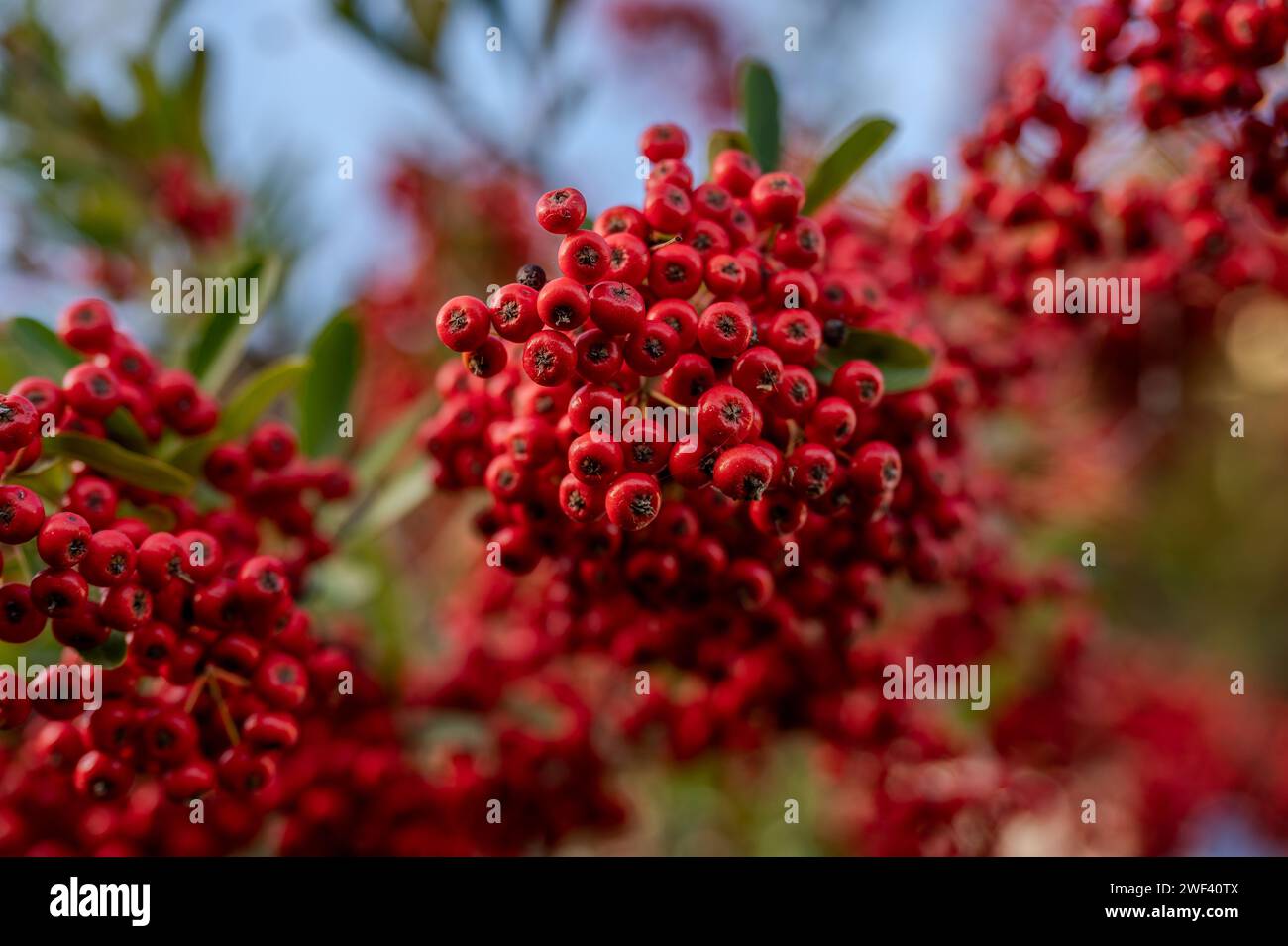 Firethorn est une plante épineuse appartenant à la famille des Rosaceae, répandue en Eurasie. Banque D'Images