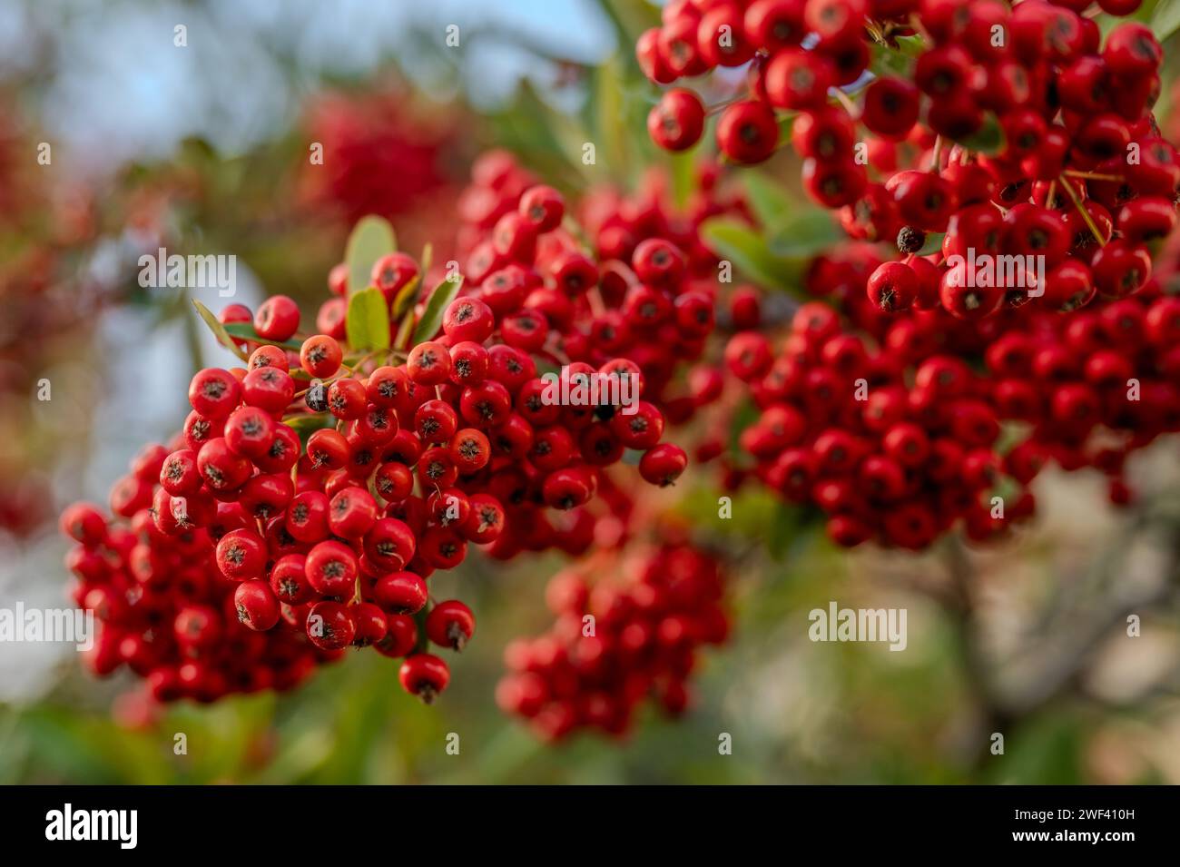 Firethorn est une plante épineuse appartenant à la famille des Rosaceae, répandue en Eurasie. Banque D'Images