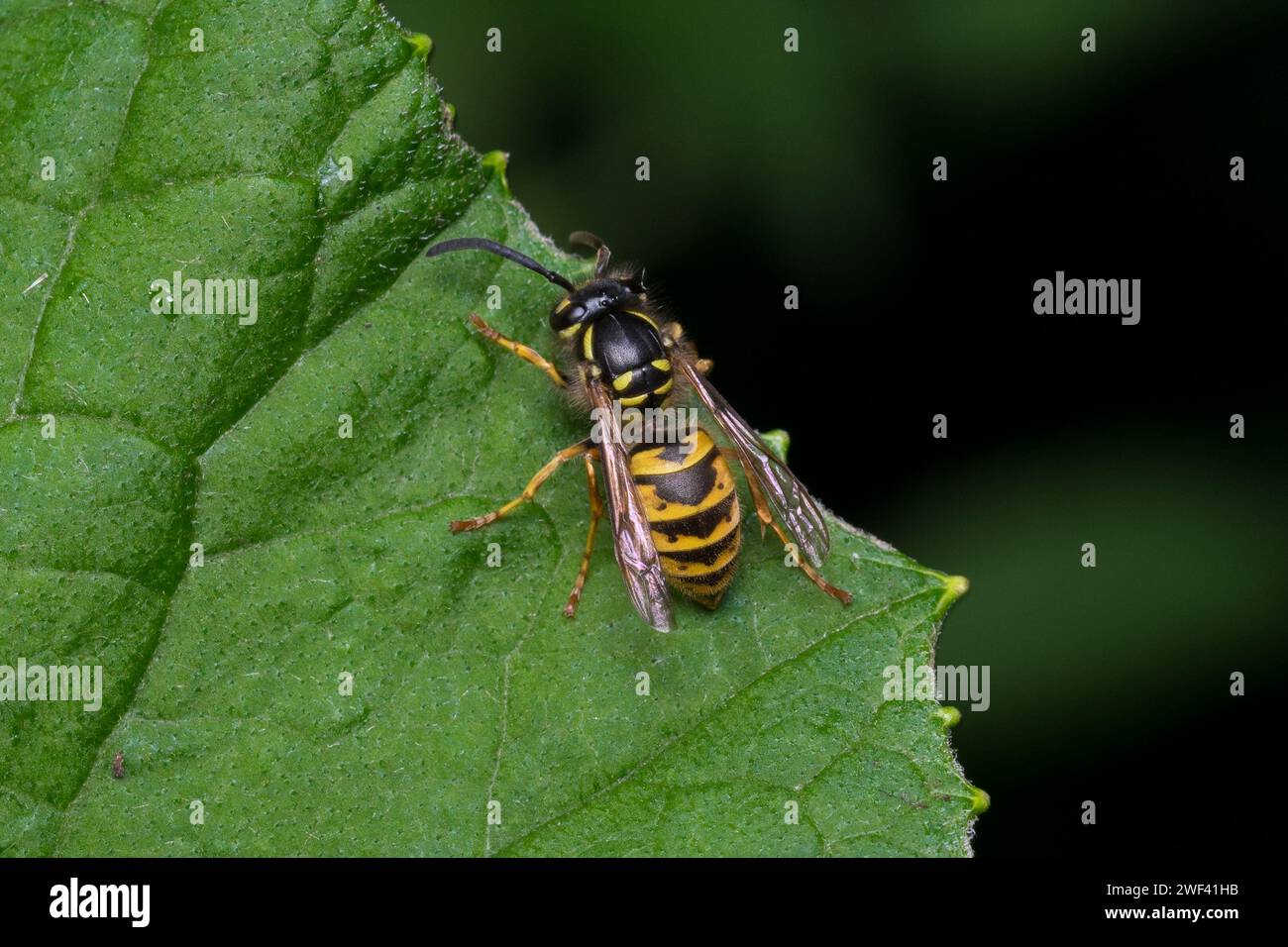 Une guêpe (Vespula sp) à l'allure formidable reposant sur une feuille. Photographié à Hawthorn Hive, comté de Durham, Royaume-Uni Banque D'Images