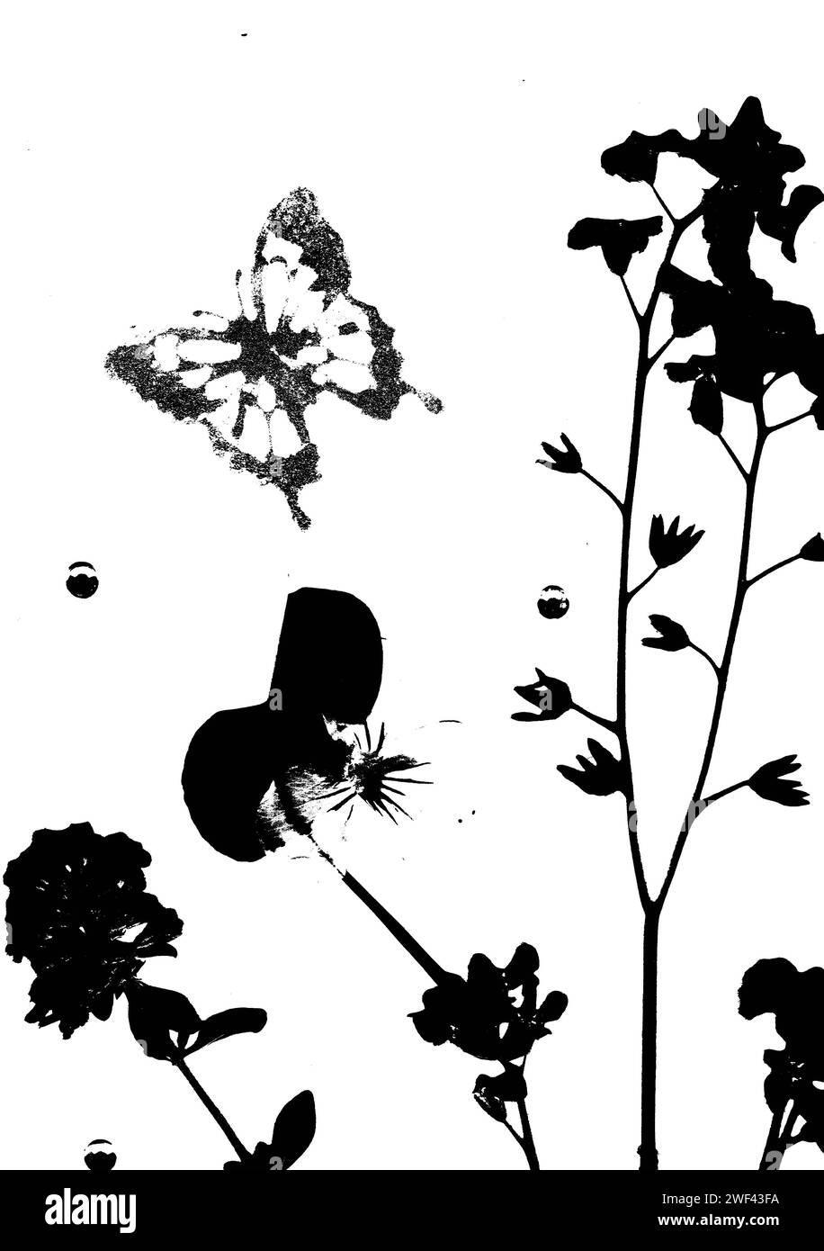 Fleurs d'été pressées et un papillon en silhouette noire isolé sur un fond blanc. Banque D'Images