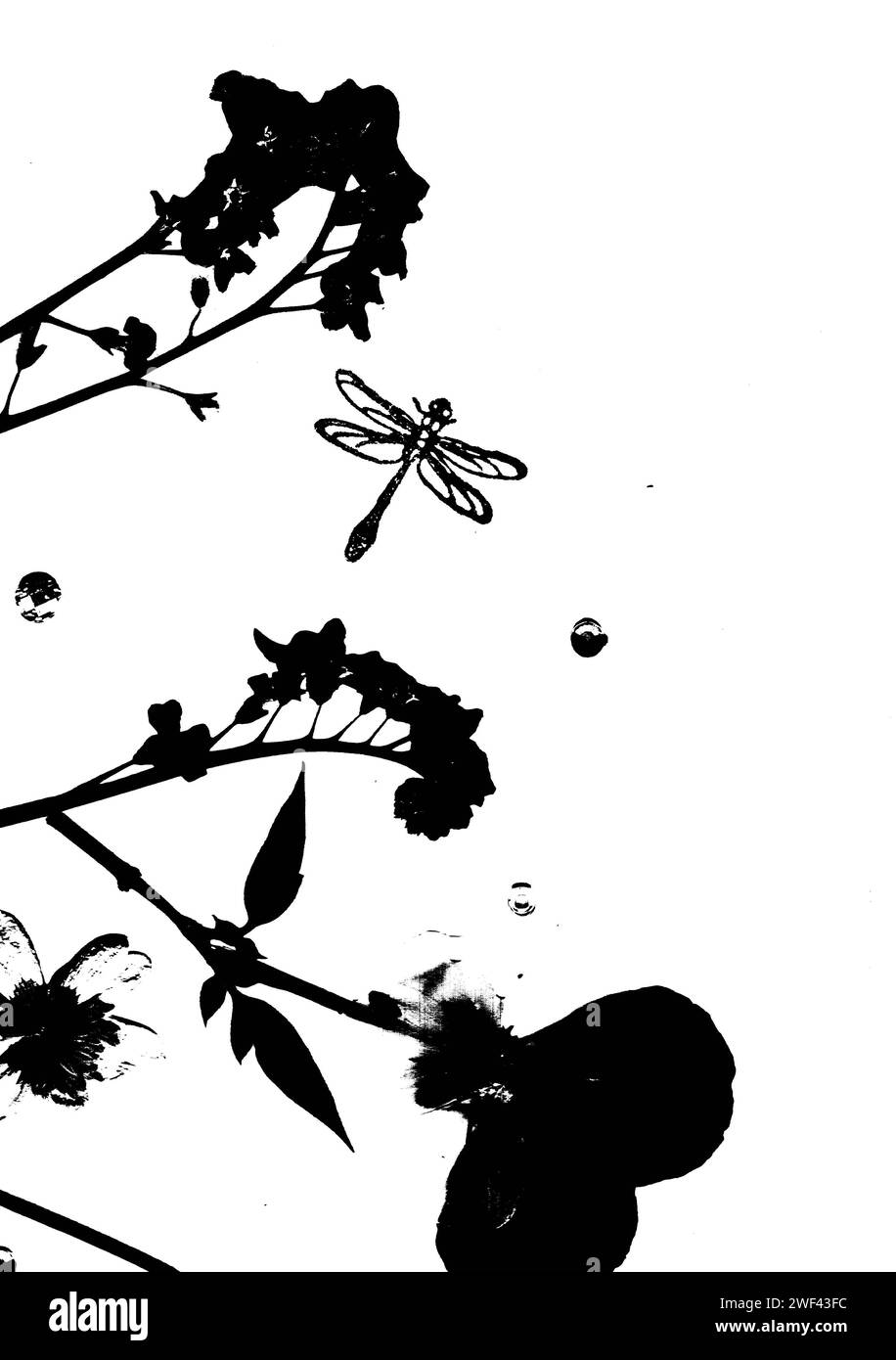 Fleurs d'été pressées et une libellule en silhouette noire isolée sur un fond blanc. Banque D'Images