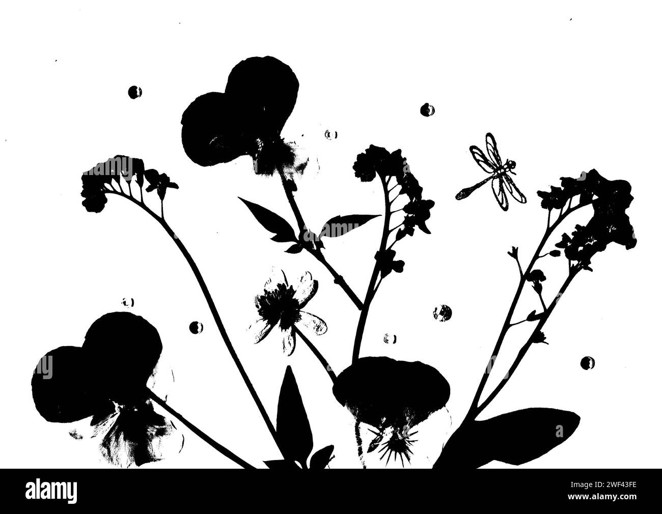 Fleurs d'été pressées et une libellule en silhouette noire isolée sur un fond blanc. Banque D'Images