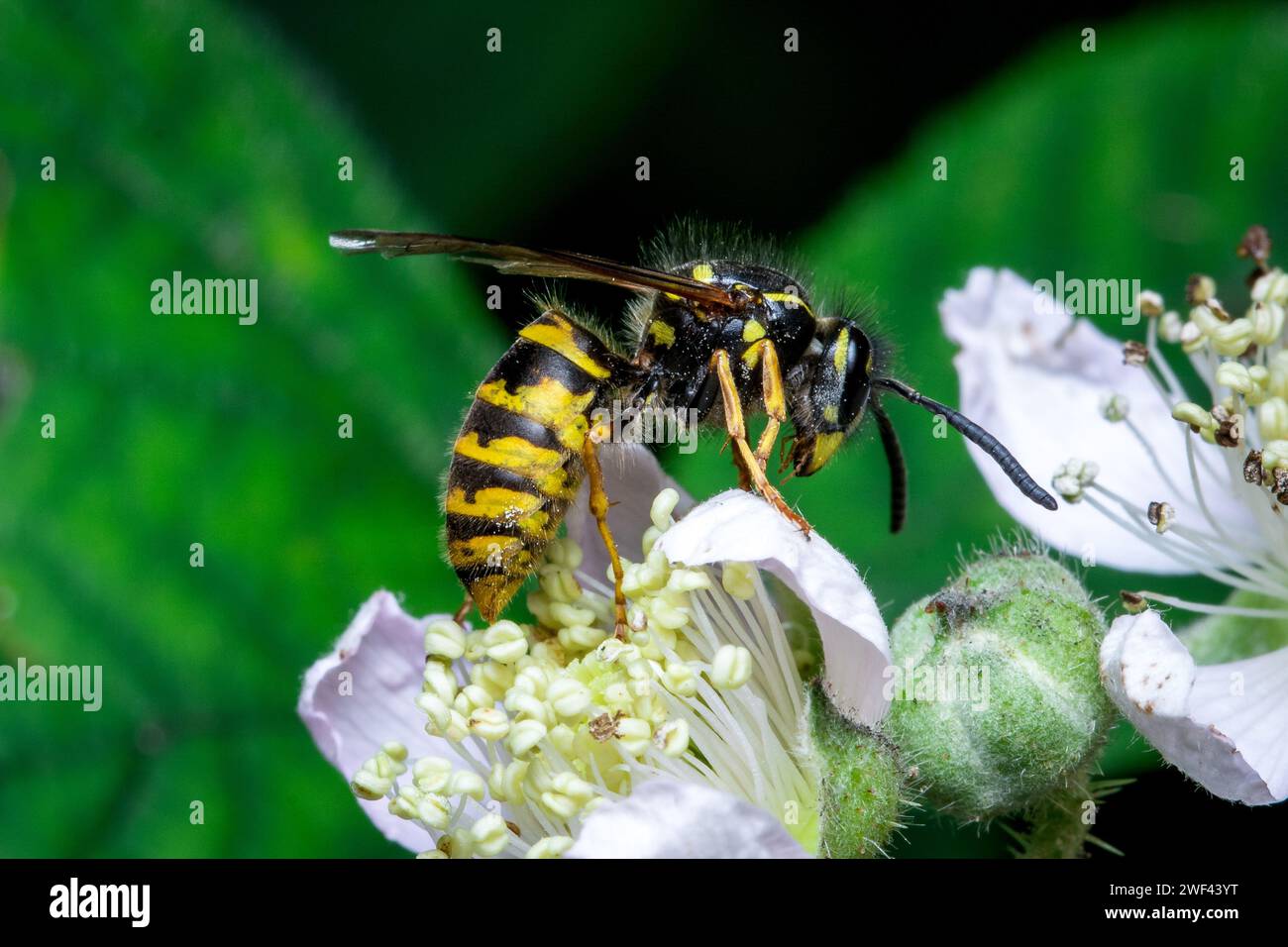 Une guêpe à l'allure formidable (Vespula sp) se nourrissant de fleurs blanches. Photographié à Hawthorn Hive, comté de Durham, Royaume-Uni Banque D'Images