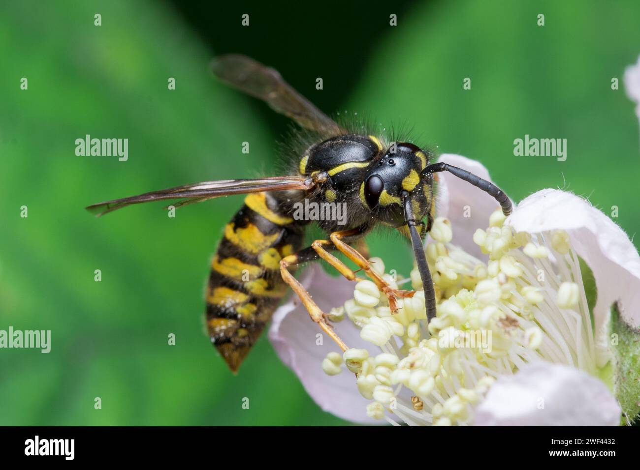 Une guêpe à l'allure formidable (Vespula sp) se nourrissant de fleurs blanches. Photographié à Hawthorn Hive, comté de Durham, Royaume-Uni Banque D'Images